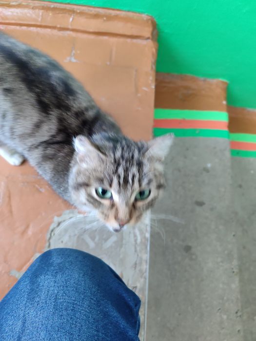 Молодая кошечка ищет дом