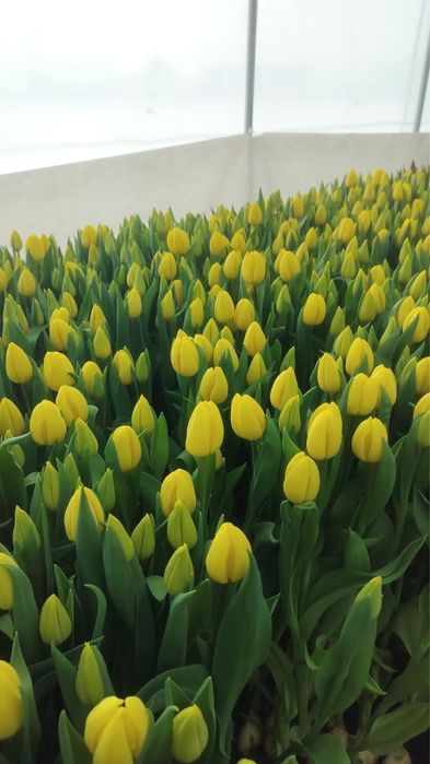 Тюльпаны 60-65 см!
