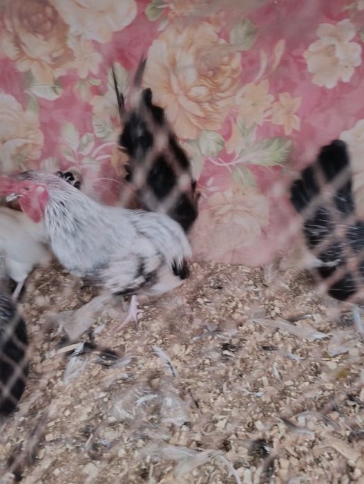 Бентамка молодогопетушка