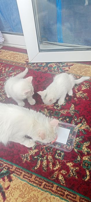 Котята двухмесячные