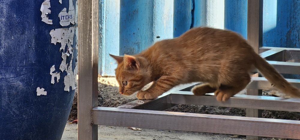 Котята в хорошие, добрые руки