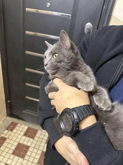 отдам в добрые руки, порода бритиш фолд