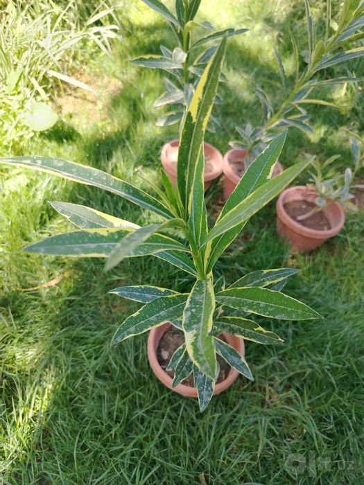 Олеандр вариегатный, махровый (Nerium oleander) — 50 см