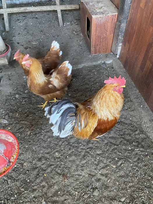 Oua incubat New Hampshire