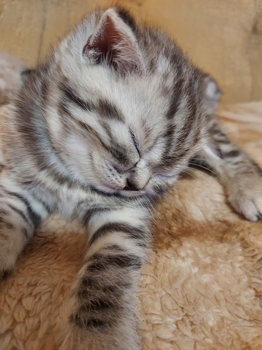 Шотландские котята