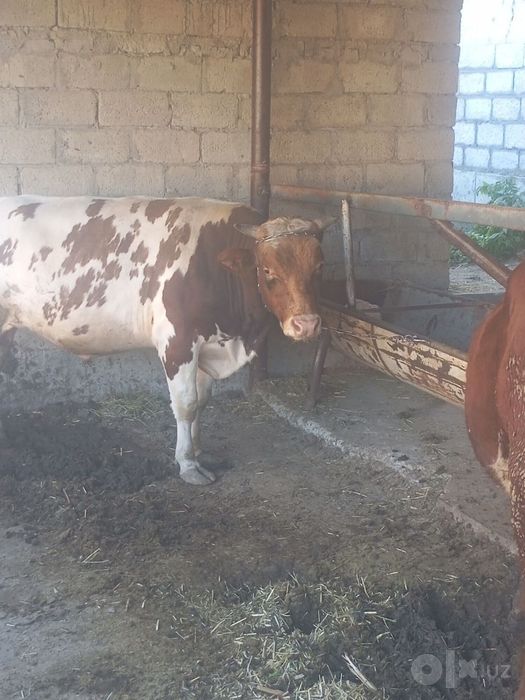Semiz buqa tez va arzon sotiladi