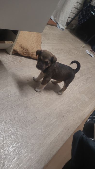 Отдам мальчика в добрые руки