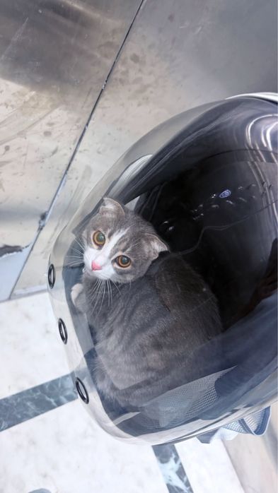 Шотландская кошка, 1 год