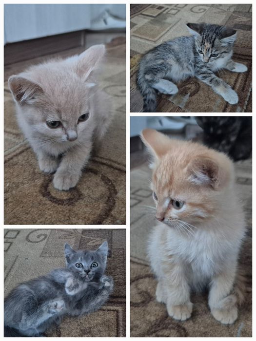 Отдаю котят в добрые руки!
