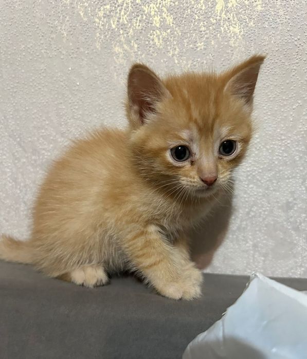 Отдам котят в добрые руки