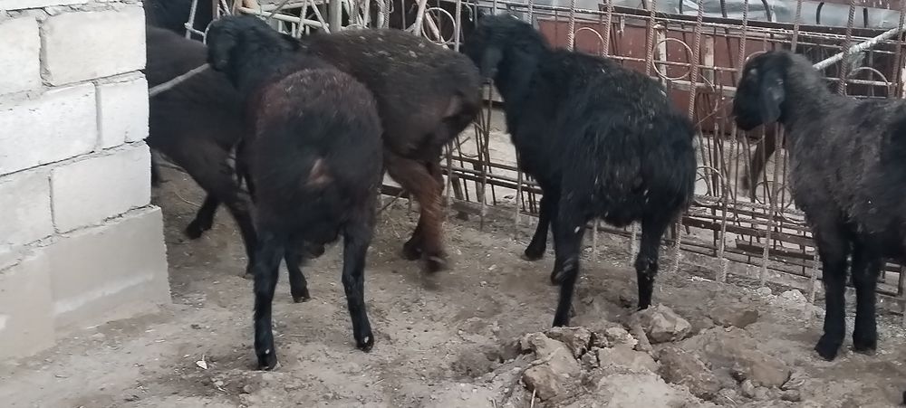 Кузи Кучкорлар сотилади 8 10 ойлик киргизистан сони 10та еб ичиши зор.