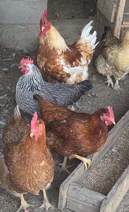 Продам яйца для инкубации