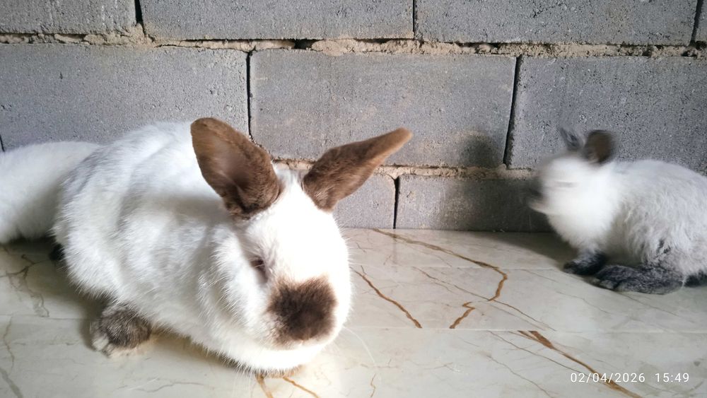 Quyonlar, kalliforniya quyonlar