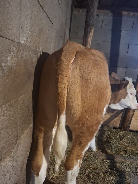 Vănd vițel 300-320kg Detali la telefon