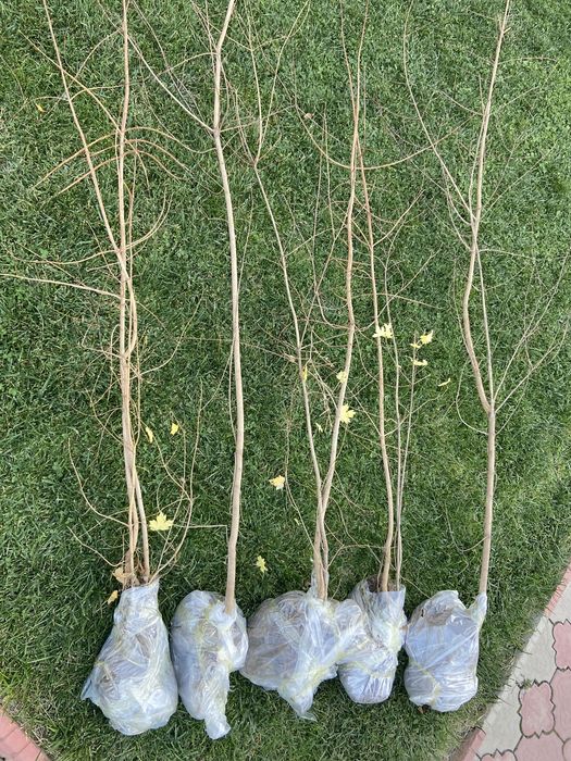 Клён, канадский клен. Канадалық Үйеңкі.