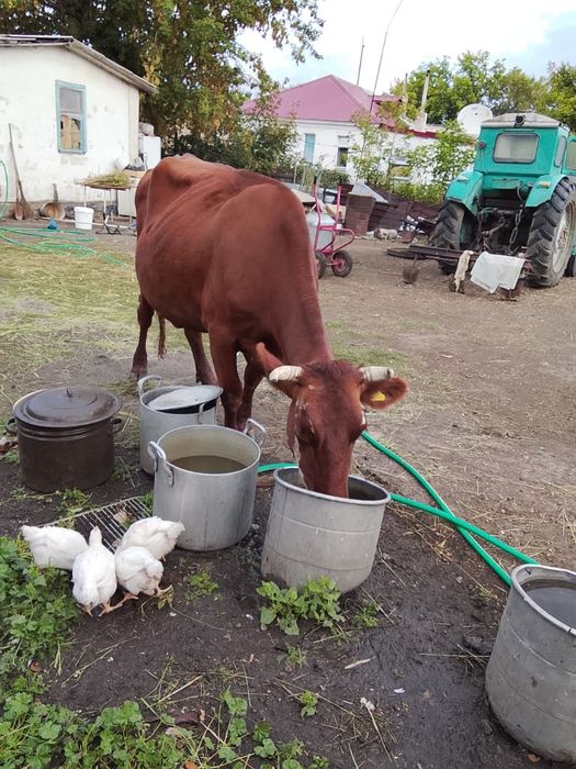 Продам упитаную корову