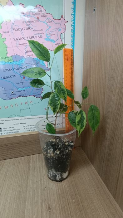 Фикусы Бенджамина