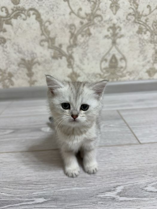 Продаю котенка скоттиш страйт