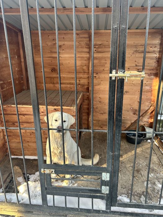 Лабрадор 11 месяцев