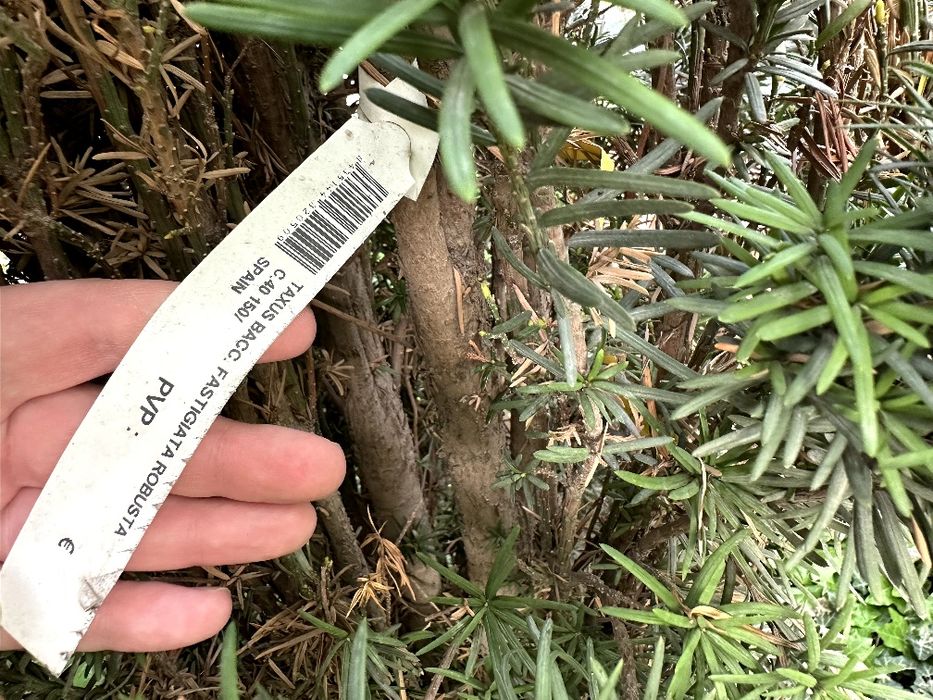 Тис. Высота 2,50 метр. Испания.