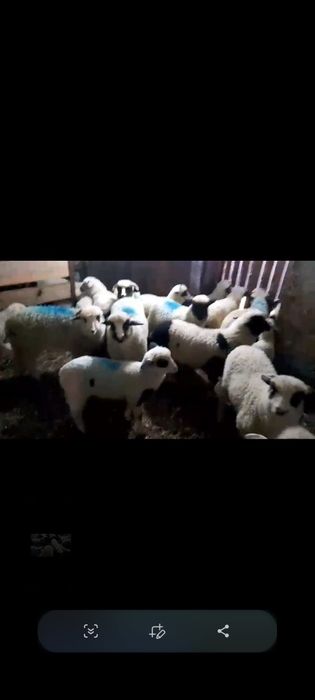 Miei frumosi de vanzare