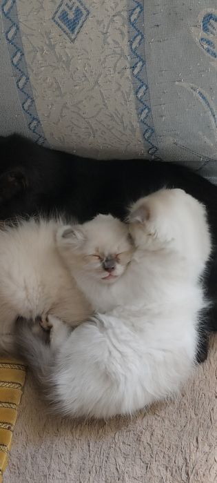 Продам породистых котят