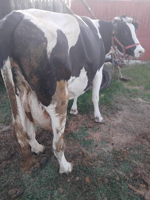Vaca gestanta in 5 luni