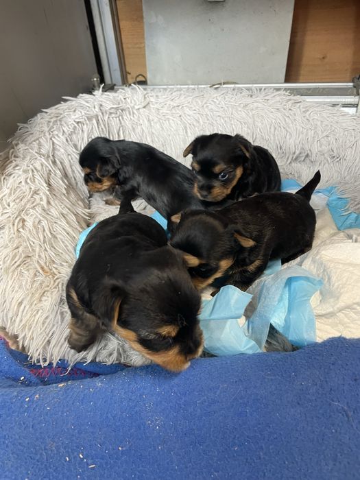 Frumosi si jucausi !!!disponibili