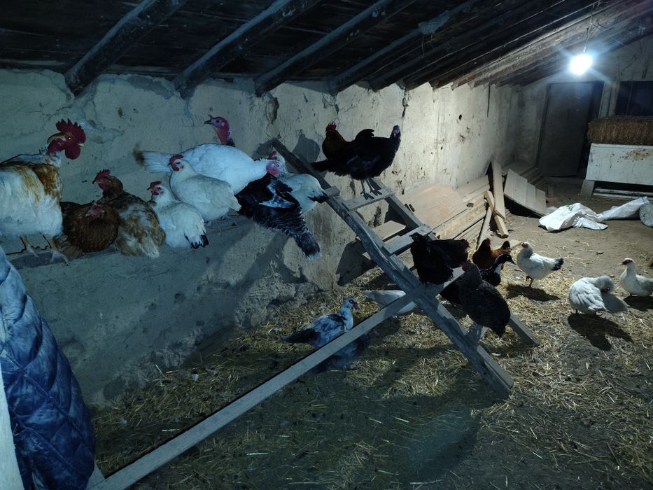 Vând păsări  de casă