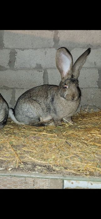 Vand femela urias german