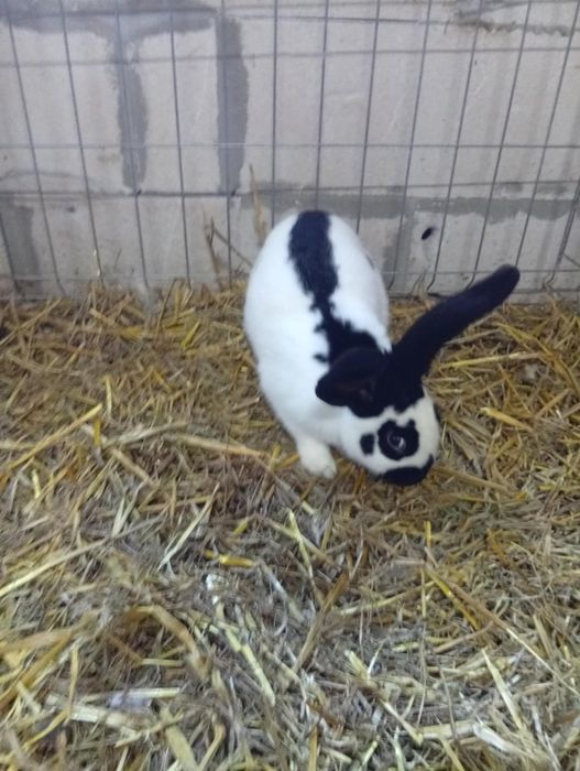 Vând iepuri fluture german