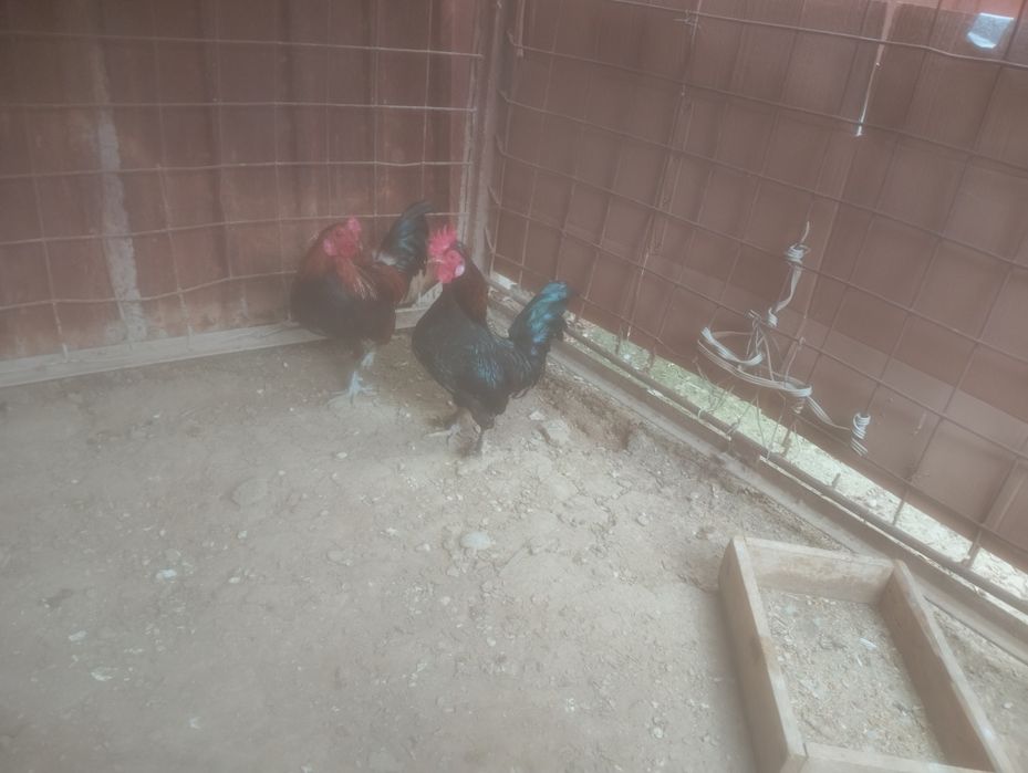 Продаётся японские