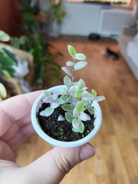 Продам комнатные цветы колеус