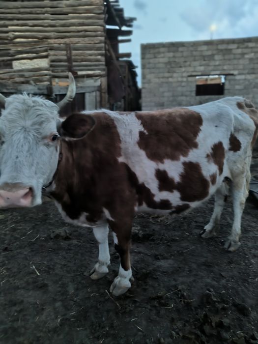 Продам дойную корову корова