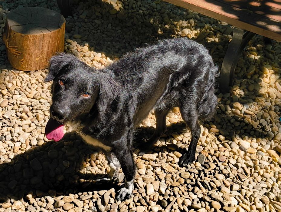 adopta l pe Rolly