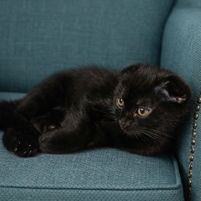 Кошка скотиш фолд вислоухая черная Scottish fold