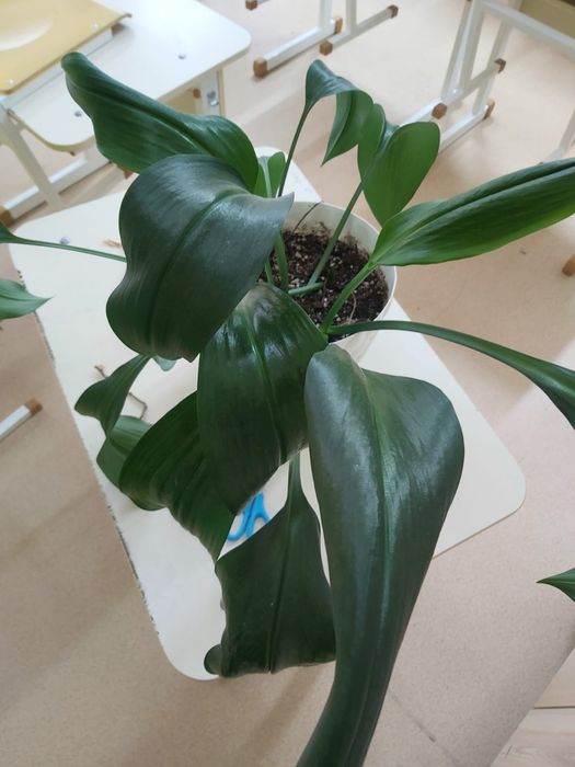 Комнатные растения 2 вида