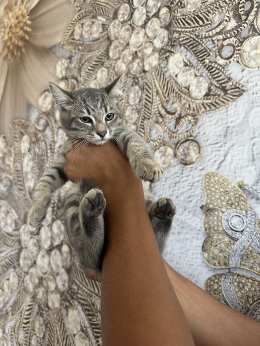 Отдаем котят в добрые руки