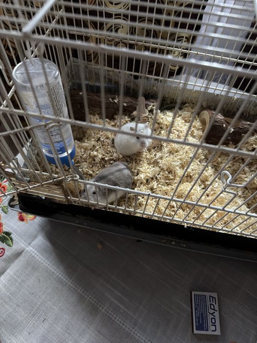 Hamsteri mici cu cusca