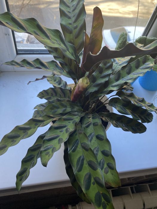 Срочно продам комнатный растение