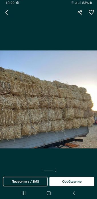 Сабан бар, Қамыс бар