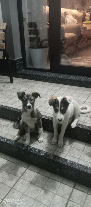 Щенки отдадим даром мама дворняжка отец хаски