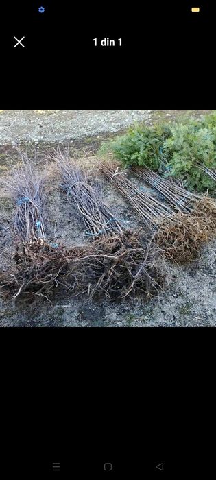 Puieți paltin arin Ulm preț negociabil