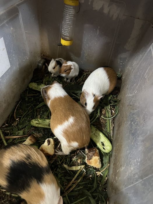 Продаются морские свинки