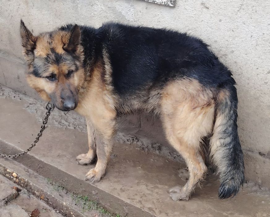 Продавам Немска овчарка