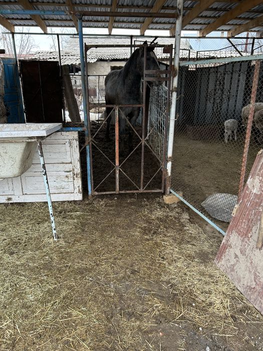 Семіз жылқы ,Айғырлыққада болады жасы 3