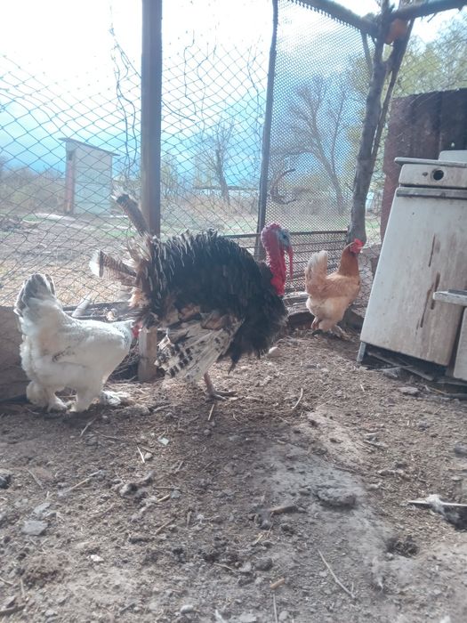 Индюк ата қоразы