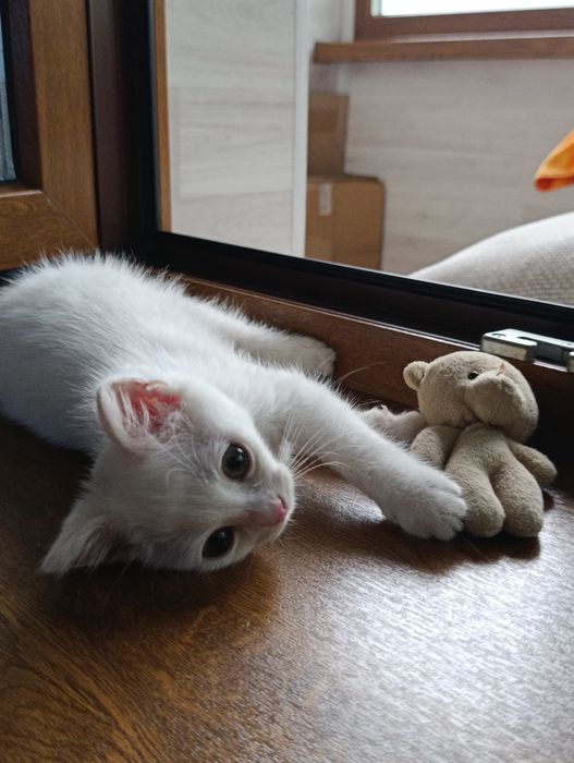 Ищу дом для котенка в Алмате