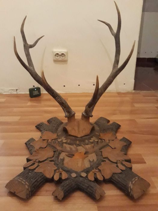 Se vinde. Coarne de cerb.