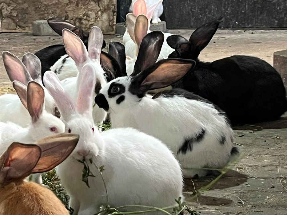 Продам домашних кроликов